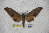  ( - BC-RBP-1753)  @12 [ ] Copyright (2010) Unspecified Research Collection of Ron Brechlin