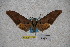  ( - BC-RBP-1755)  @11 [ ] Copyright (2010) Unspecified Research Collection of Ron Brechlin