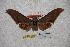  ( - BC-RBP-1757)  @12 [ ] Copyright (2010) Unspecified Research Collection of Ron Brechlin