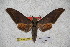  ( - BC-RBP-1758)  @12 [ ] Copyright (2010) Unspecified Research Collection of Ron Brechlin