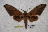  ( - BC-RBP-1763)  @14 [ ] Copyright (2010) Unspecified Research Collection of Ron Brechlin
