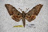  ( - BC-RBP-1769)  @13 [ ] Copyright (2010) Unspecified Research Collection of Ron Brechlin