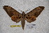 (Ambulyx bima timoriana - BC-RBP-1774)  @13 [ ] Copyright (2010) Unspecified Research Collection of Ron Brechlin
