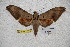  ( - BC-RBP-1775)  @13 [ ] Copyright (2010) Unspecified Research Collection of Ron Brechlin