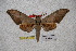  ( - BC-RBP-1776)  @13 [ ] Copyright (2010) Unspecified Research Collection of Ron Brechlin