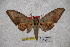  ( - BC-RBP-1777)  @13 [ ] Copyright (2010) Unspecified Research Collection of Ron Brechlin