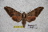  ( - BC-RBP-1795)  @14 [ ] Copyright (2010) Unspecified Research Collection of Ron Brechlin