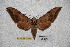  (Ambulyx lahora - BC-RBP-1796)  @15 [ ] Copyright (2010) Unspecified Research Collection of Ron Brechlin