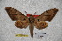  ( - BC-RBP-1808)  @13 [ ] Copyright (2010) Unspecified Research Collection of Ron Brechlin