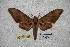  ( - BC-RBP-1811)  @13 [ ] Copyright (2010) Unspecified Research Collection of Ron Brechlin
