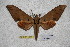  ( - BC-RBP-1825)  @13 [ ] Copyright (2010) Unspecified Research Collection of Ron Brechlin