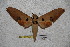  ( - BC-RBP-1828)  @13 [ ] Copyright (2010) Unspecified Research Collection of Ron Brechlin