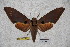  ( - BC-RBP-1830)  @14 [ ] Copyright (2010) Unspecified Research Collection of Ron Brechlin