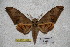  ( - BC-RBP-1831)  @14 [ ] Copyright (2010) Unspecified Research Collection of Ron Brechlin