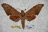  ( - BC-RBP-1850)  @13 [ ] Copyright (2010) Unspecified Research Collection of Ron Brechlin