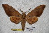  (Ambulyx charlesi - BC-RBP-1855)  @12 [ ] Copyright (2010) Unspecified Research Collection of Ron Brechlin