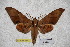  (Ambulyx auripennis - BC-RBP-1861)  @14 [ ] Copyright (2010) Unspecified Research Collection of Ron Brechlin