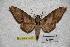  ( - BC-RBP-1880)  @11 [ ] Copyright (2010) Unspecified Research Collection of Ron Brechlin