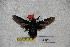  ( - BC-RBP-1915)  @12 [ ] Copyright (2010) Unspecified Research Collection of Ron Brechlin