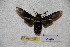  ( - BC-RBP-1921)  @12 [ ] Copyright (2010) Unspecified Research Collection of Ron Brechlin