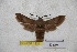  ( - BC-RBP-1931)  @11 [ ] Copyright (2010) Unspecified Research Collection of Ron Brechlin