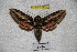  ( - BC-RBP-2271)  @13 [ ] Copyright (2010) Unspecified Research Collection of Ron Brechlin