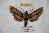  ( - BC-RBP-2275)  @13 [ ] Copyright (2010) Unspecified Research Collection of Ron Brechlin