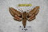  ( - BC-RBP-2282)  @13 [ ] Copyright (2010) Unspecified Research Collection of Ron Brechlin