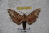  ( - BC-RBP-2375)  @11 [ ] Copyright (2010) Unspecified Research Collection of Ron Brechlin