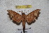  ( - BC-RBP-2382)  @12 [ ] Copyright (2010) Unspecified Research Collection of Ron Brechlin