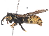  ( - BIORTP-053-B01)  @11 [ ] CreativeCommons - Attribution (2017) CBG Photography Group Centre for Biodiversity Genomics