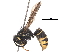 ( - BIORTP-053-B03)  @11 [ ] CreativeCommons - Attribution (2017) CBG Photography Group Centre for Biodiversity Genomics