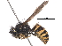  ( - BIORTP-051-E06)  @11 [ ] CreativeCommons - Attribution (2017) CBG Photography Group Centre for Biodiversity Genomics