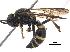  ( - BIORTP-052-E11)  @11 [ ] CreativeCommons - Attribution (2017) CBG Photography Group Centre for Biodiversity Genomics