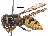  ( - BIORTP-053-F02)  @14 [ ] CreativeCommons - Attribution (2017) CBG Photography Group Centre for Biodiversity Genomics