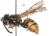 ( - BIORTP-053-F08)  @14 [ ] CreativeCommons - Attribution (2017) CBG Photography Group Centre for Biodiversity Genomics