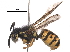  ( - BIORTP-053-G03)  @14 [ ] CreativeCommons - Attribution (2017) CBG Photography Group Centre for Biodiversity Genomics