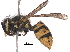  ( - BIORTP-053-G06)  @14 [ ] CreativeCommons - Attribution (2017) CBG Photography Group Centre for Biodiversity Genomics