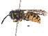  ( - BIORTP-053-G07)  @14 [ ] CreativeCommons - Attribution (2017) CBG Photography Group Centre for Biodiversity Genomics