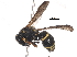  ( - BIORTP-051-H01)  @11 [ ] CreativeCommons - Attribution (2017) CBG Photography Group Centre for Biodiversity Genomics