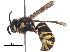  ( - BIORTP-053-H02)  @11 [ ] CreativeCommons - Attribution (2017) CBG Photography Group Centre for Biodiversity Genomics