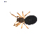  (Scotinotylus columbia - BIOUG01972-E11)  @13 [ ] Copyright  G. Blagoev 2012 Unspecified
