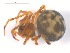  ( - 10-SKBC-0066)  @12 [ ] CreativeCommons - Attribution (2010) Unspecified Centre for Biodiversity Genomics