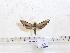  ( - BC-Mel 0558)  @13 [ ] Copyright (2010) Unspecified Research Collection of Tomas Melichar