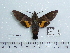  ( - BC-Mel 0575)  @13 [ ] Copyright (2010) Unspecified Research Collection of Tomas Melichar
