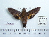 ( - BC-Mel 0578)  @11 [ ] Copyright (2010) Unspecified Research Collection of Tomas Melichar