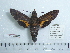  ( - BC-Mel 0583)  @11 [ ] Copyright (2010) Unspecified Research Collection of Tomas Melichar