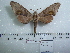  ( - BC-Mel 0588)  @13 [ ] Copyright (2010) Unspecified Research Collection of Tomas Melichar