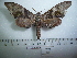  ( - BC-Mel 0594)  @13 [ ] Copyright (2010) Unspecified Research Collection of Tomas Melichar