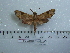  ( - BC-Mel 0621)  @11 [ ] Copyright (2010) Unspecified Research Collection of Tomas Melichar